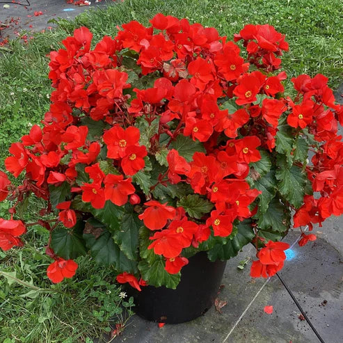BEGONIA DREAMS GARDEN MACAROUGE