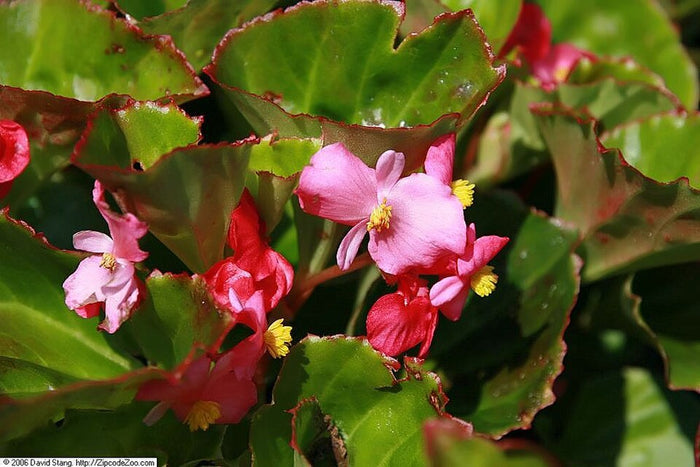 ROSE BEGONIA