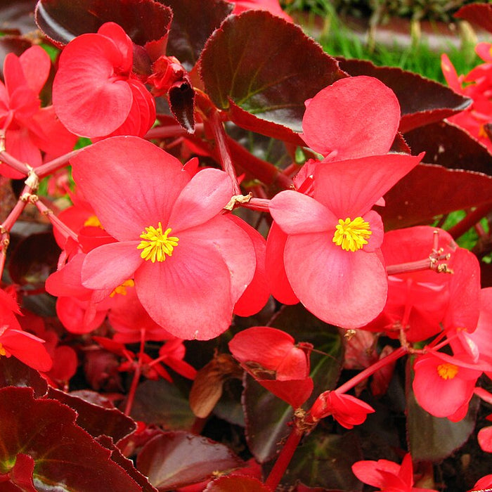 BEGONIA SEMPERFLORENS ROUGE