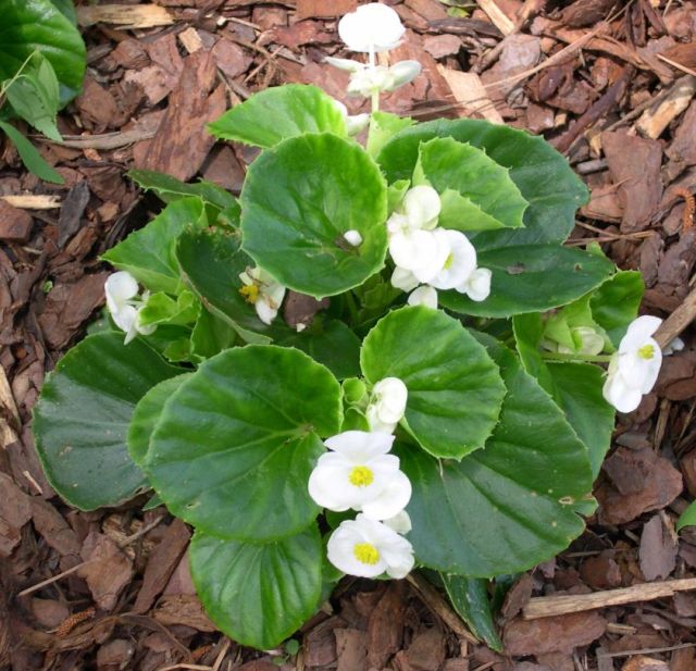 BEGONIA SEMPERFLORENS BLANC