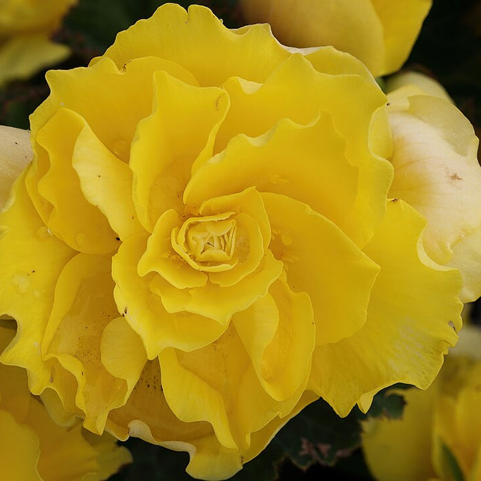 TUBEROUS BEGONIA - YELLOW