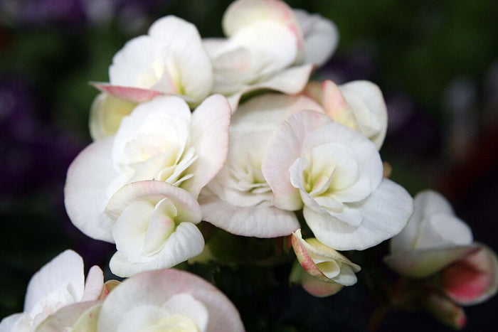 BEGONIA RIEGER BLANC