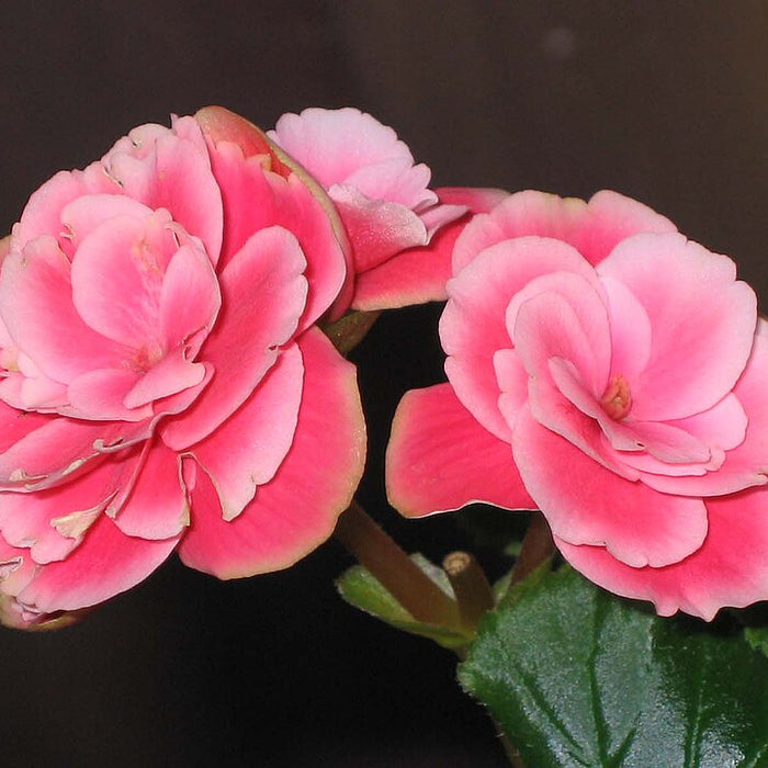 BEGONIA RIEGER ROSE