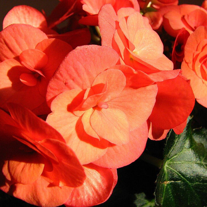 BEGONIA RIEGER ROUGE