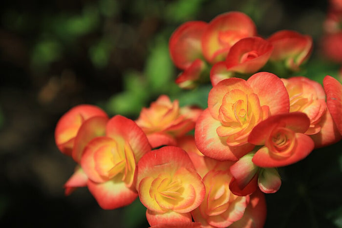 BEGONIA RIEGER ORANGE