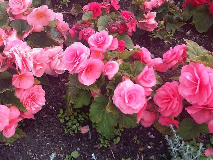 BEGONIA TUBEREUX ROSE