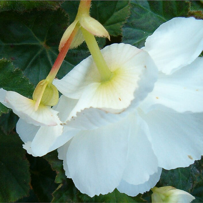 BEGONIA TUBEREUX BLANC