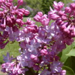 SYRINGA VULGARIS - BELLE DE NANCY