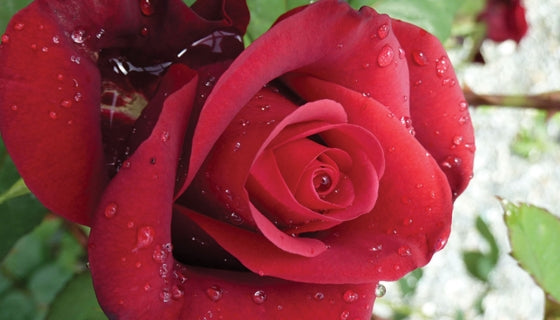 ROSA - BELOVED