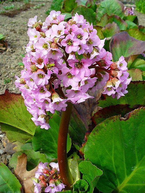 BERGENIA CORDIFOLIA