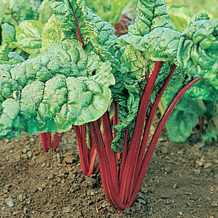 SEMENCES BIOLOGIQUES: BETTE A CARDE RHUBARBE RED