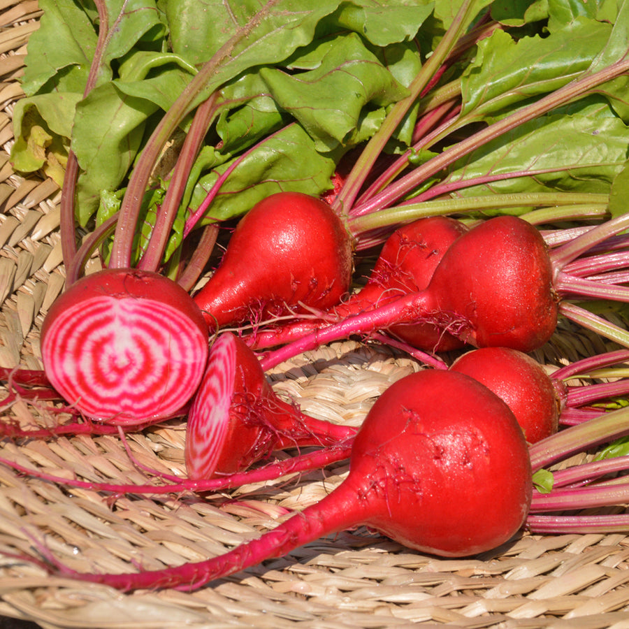 SEMENCES BIOLOGIQUES: BETTERAVE CHIOGGIA