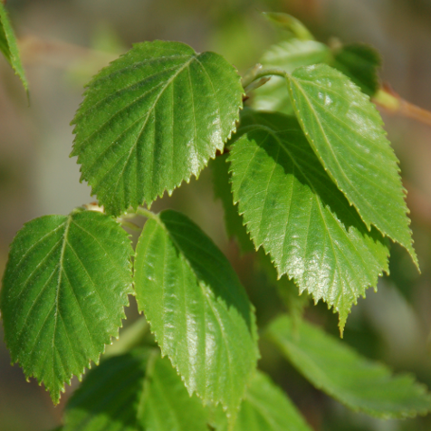 BETULA PAPYRIFERA