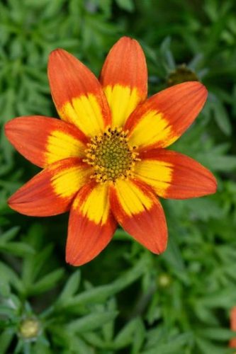 BIDENS GIANT SUN - FRANCISCO