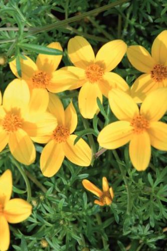 BIDENS NAMID - EARLY YELLOW
