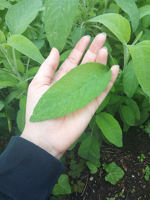 LARGE-LEAVED SAGE