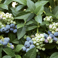 VACCINIUM CORYMBOSUM - LAST CALL