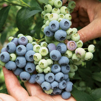 VACCINIUM CORYMBOSUM - LAST CALL