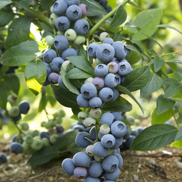 VACCINIUM CORYMBOSUM - LAST CALL