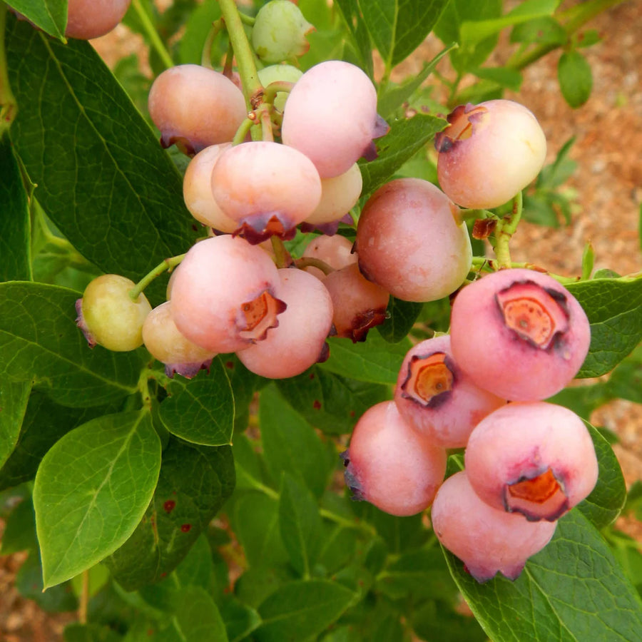 VACCINIUM CORYMBOSUM - PINK POPCORN