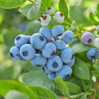 VACCINIUM - TOP SHELF