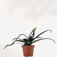 FOUGÈRE BLEUE (MICROSORUM THAILANDICUM)