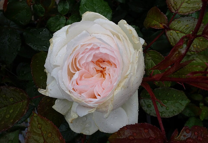 ROSA - BOLERO