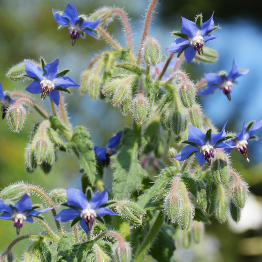 SEMENCES BIOLOGIQUES: BOURRACHE OFFICINALE