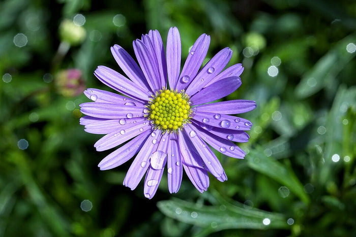 BRACHYSCOME - PURPLE