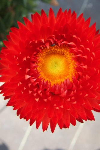 BRACTEANTHA GRANVIA - CRIMSON SUN