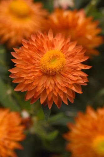 BRACTEANTHA MOHAVE - APRICOT