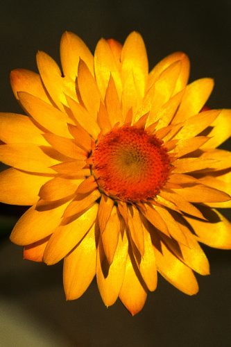 BRACTEANTHA MOHAVE - BASKET YELLOW