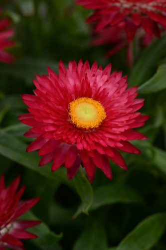 BRACTEANTHA MOHAVE - PURPLE RED