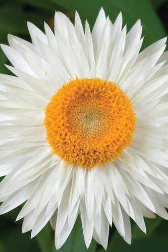 BRACTEANTHA MOHAVE - WHITE