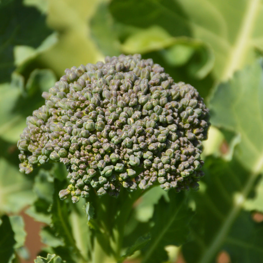 SEMENCES BIOLOGIQUES: BROCOLI DE CICCO