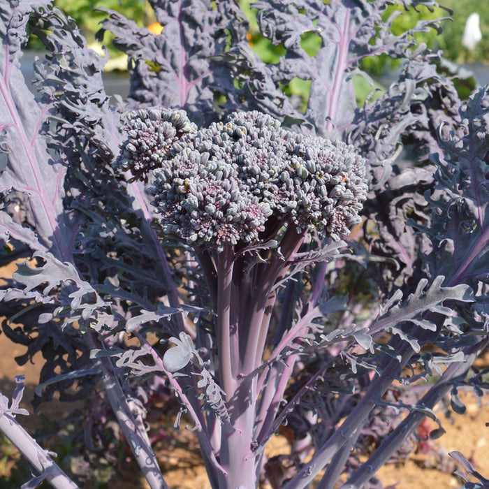 SEMENCES BIOLOGIQUES: BROCOLI PURPLE PEACOCK