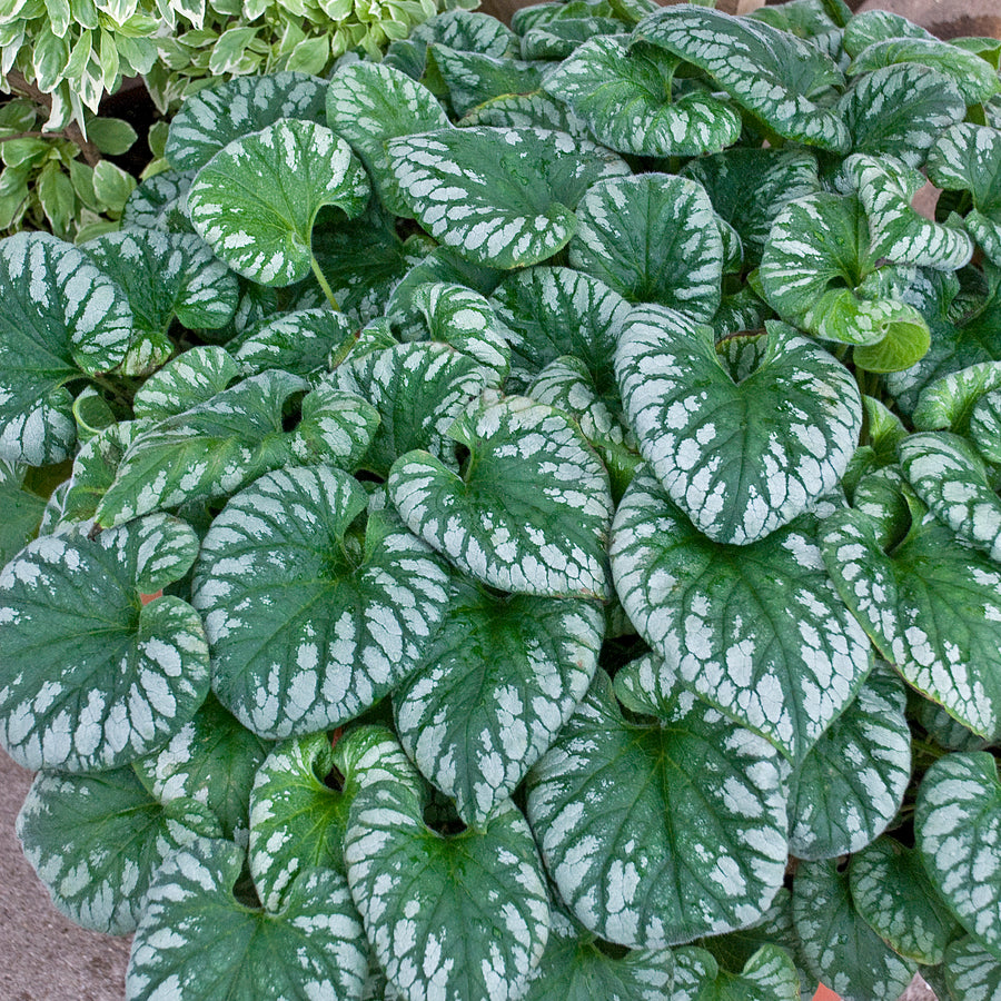 BRUNNERA - EMERALD MIST