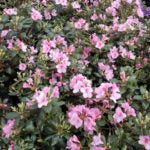RHODODENDRON - BUBBLEGUM