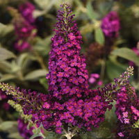 BUDDLEIA CHRYSALIS CRANBERRY