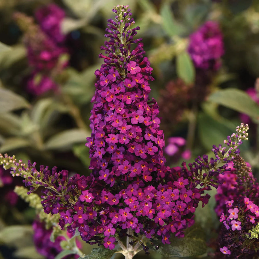 BUDDLEIA CHRYSALIS CRANBERRY