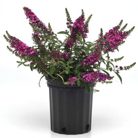BUDDLEIA CHRYSALIS CRANBERRY