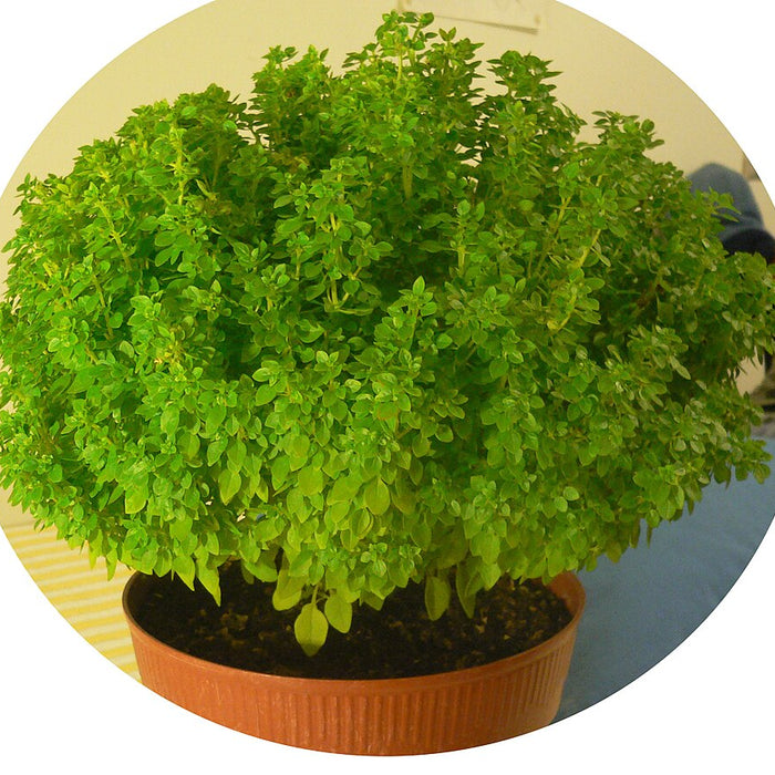BASIL - GREEK