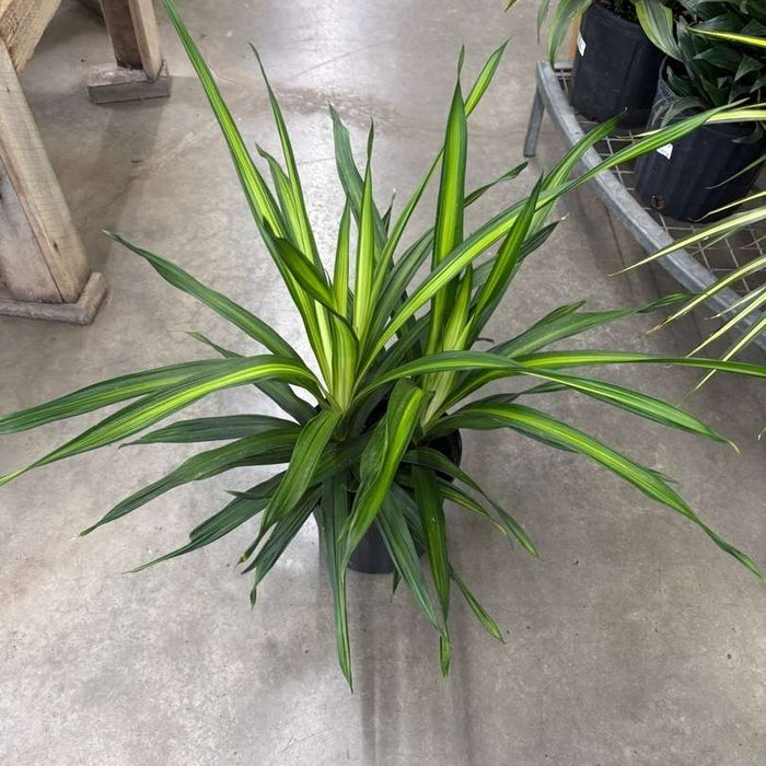 DRACAENA - RIKKI