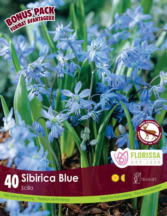 BUBLE SCILLA - SIBIRICA BLUE