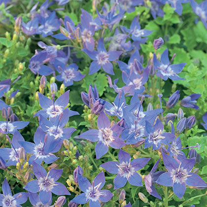 CAMPANULA GARGANICA - DICKSON'S GOLD