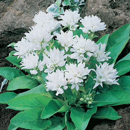 CAMPANULA GLOMERATA - ALBA