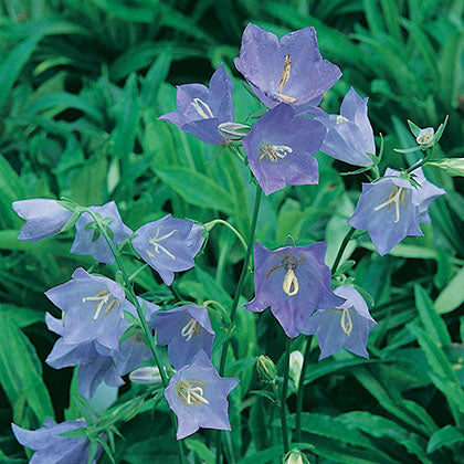 CAMPANULA PERSICIFOLIA - GRANDIFLORA