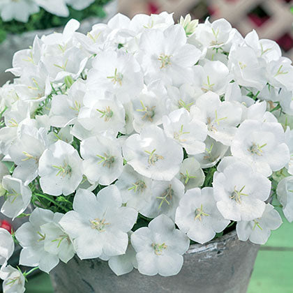 CAMPANULA CARPATICA - PEARL WHITE