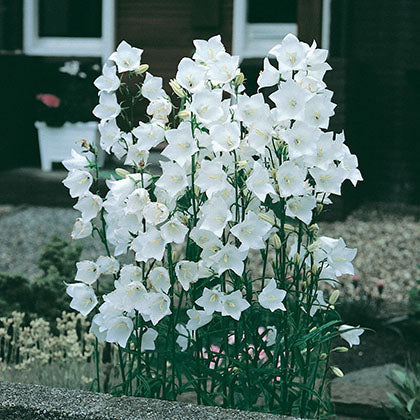 CAMPANULA PERSICIFOLIA - ALBA