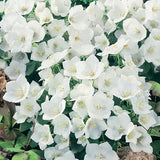 CAMPANULA CARPATICA - RAPIDO